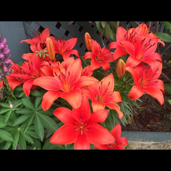 stacey_lynne127